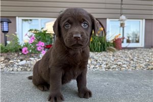 Nancy - Labrador Retriever for sale