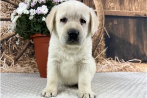 Scotty - Labrador Retriever for sale