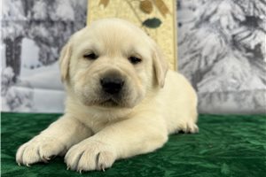 Rolf - puppy for sale