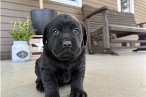 Honey - Labrador Retriever for sale