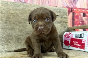 Penelope - Labrador Retriever for sale