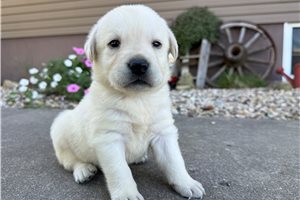 Valerie - puppy for sale