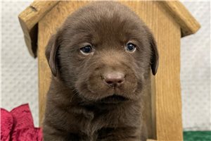 Boris - Labrador Retriever for sale