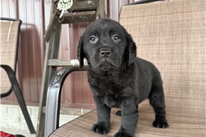 Helen - Labrador Retriever for sale