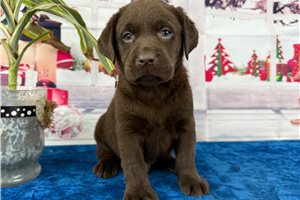 Cedric - puppy for sale