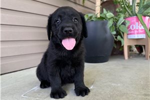Princeton - puppy for sale