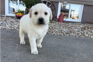 Valerie - Labrador Retriever for sale