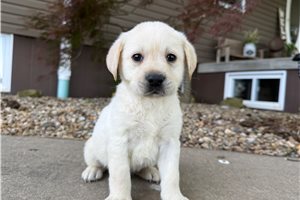 Hugo - Labrador Retriever for sale