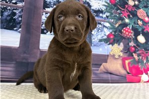 Chase - Labrador Retriever for sale