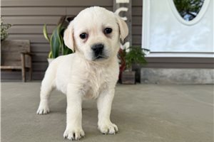 Harmony - Labrador Retriever for sale