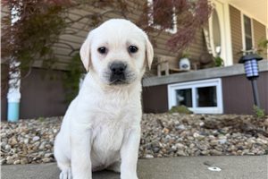 Honor - Labrador Retriever for sale