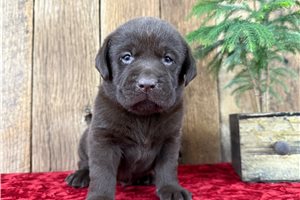 Benjamin - Labrador Retriever for sale