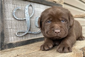 Horace - Labrador Retriever for sale