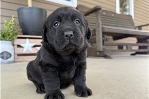 Helen - Labrador Retriever for sale