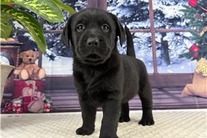 Lorelai - puppy for sale