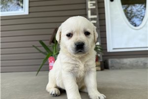 Harmony - puppy for sale