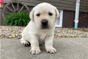 Carly - Labrador Retriever for sale