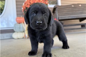 Zachary - puppy for sale
