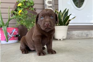 Larissa - Labrador Retriever for sale