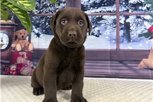 Lucille - puppy for sale