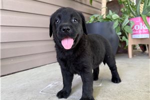 Persephone - puppy for sale