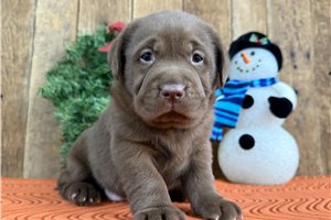Mocha - Labrador Retriever for sale