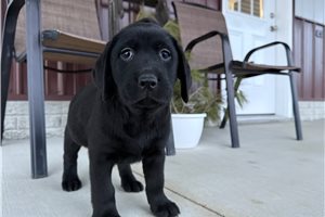 Lottie - Labrador Retriever for sale