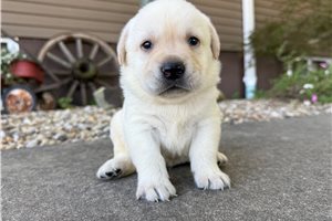 Vance - puppy for sale