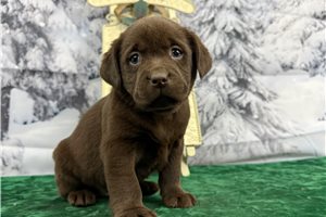 Peyton - Labrador Retriever for sale