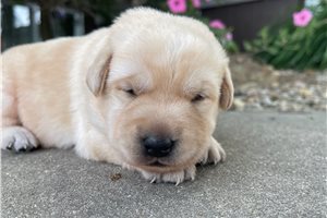 Divine - Labrador Retriever for sale