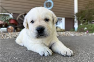 Vinny - puppy for sale