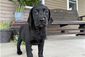 Poppy - Labrador Retriever for sale