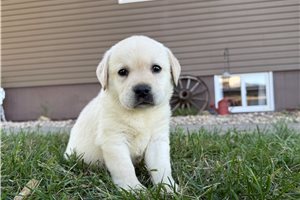 Vanessa - Labrador Retriever for sale