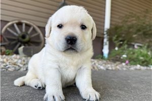 Vanessa - puppy for sale
