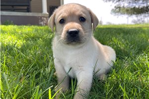 Cole - Labrador Retriever for sale