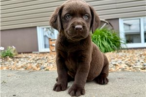 Kaia - puppy for sale