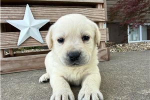 Hassan - puppy for sale
