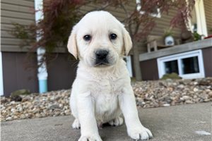 Hassan - Labrador Retriever for sale