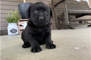 Holly - puppy for sale