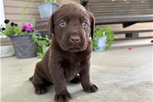 Lark - Labrador Retriever for sale