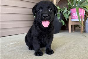 Plum - puppy for sale