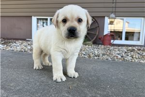 Vance - Labrador Retriever for sale