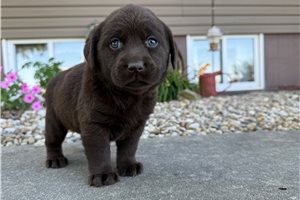 Nelly - puppy for sale