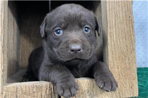 Maxim - Labrador Retriever for sale