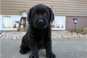 Harvey - Labrador Retriever for sale