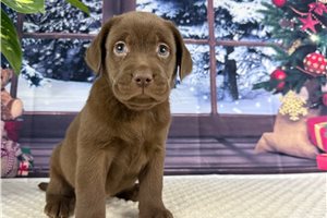 Lana - Labrador Retriever for sale