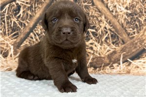 Chad - puppy for sale