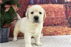 Lorenzo - Labrador Retriever for sale