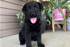 Perdita - puppy for sale