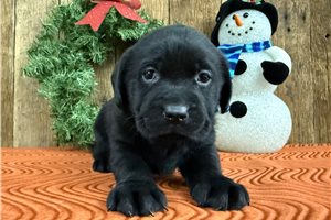 Marlena - Labrador Retriever for sale